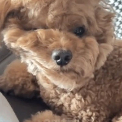 자고일어난 강아지
